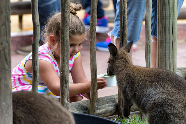 Interacción con animales en Busch Gardens