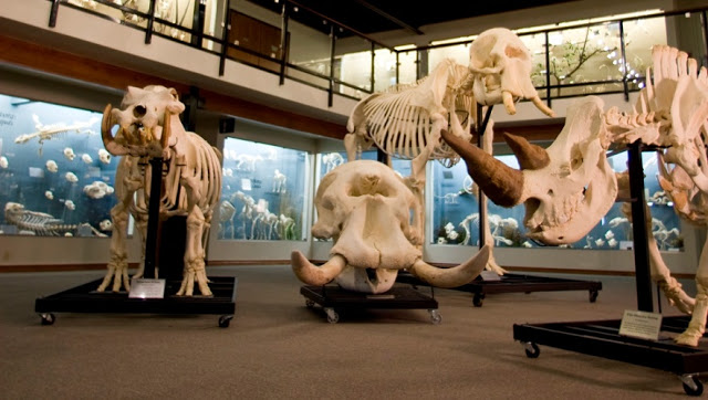 Museo Skeletons en Orlando