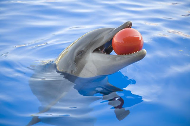 Acuario Miami Seaquarium - delfín