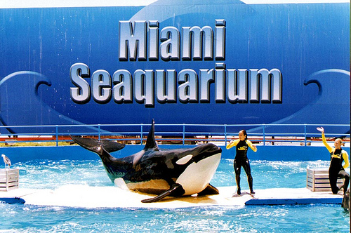 Acuario Miami Seaquarium
