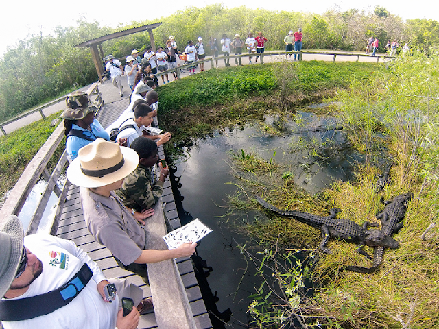  Visitantes en Everglades National Park en Flórida